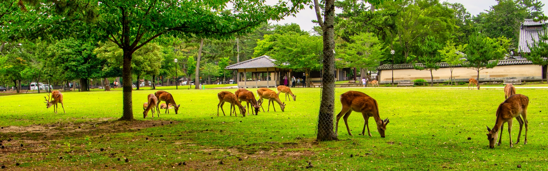 奈良公園